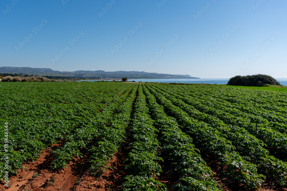 Potato plantation in the field. Agriculture industry. Growing organic vegetables. Green foliage