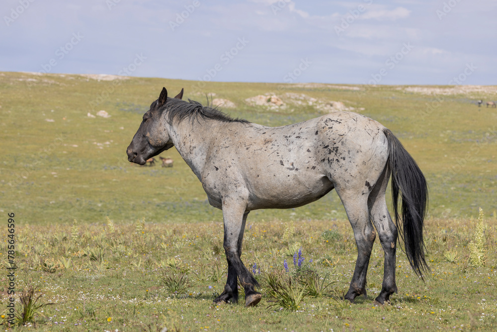 Wild Horse in Summer in the Pryor Mountains Montana Wild Horse in Summer in the Pryor Mountains Montana