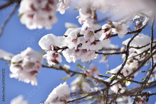 Flores de albaricoque con nieve