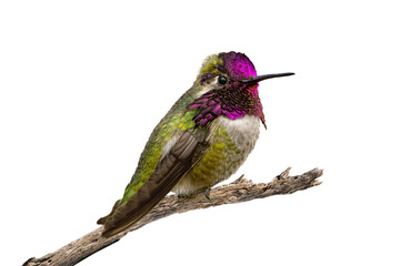 Costa's Hummingbird (Calypye costae) Photo, in Fine Detail, on a Transparent Background, Perched and Showing His Colors