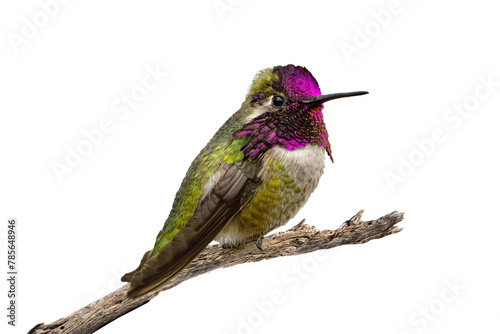 Costa's Hummingbird (Calypye costae) Photo, in Fine Detail, on a Transparent Background, Perched and Showing His Colors