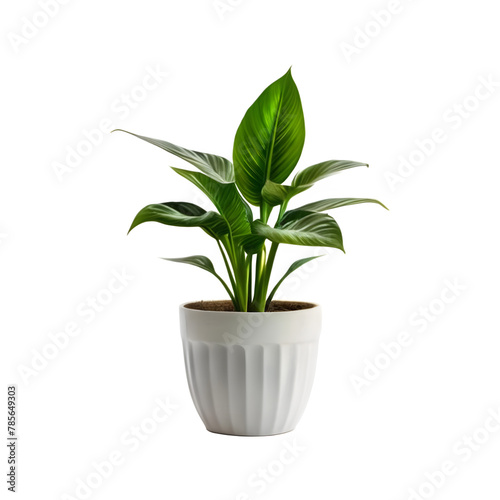 Isolated Peace Lily Flowerpot Plant on a transparent background, PNG format