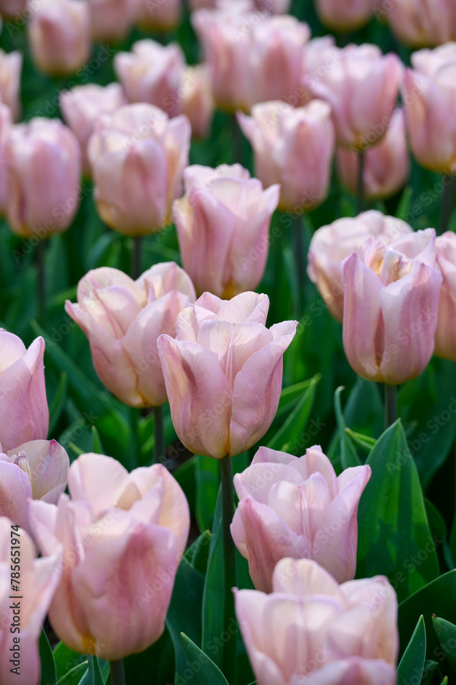 pink tulip Apricot Copex in the sun, with green leaves pink tulip Apricot Copex in the sun, with green leaves
