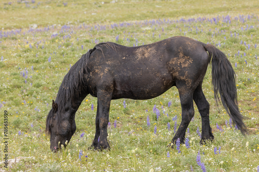 Wild Horse in Summer in the Pryor Mountains Montana Wild Horse in Summer in the Pryor Mountains Montana