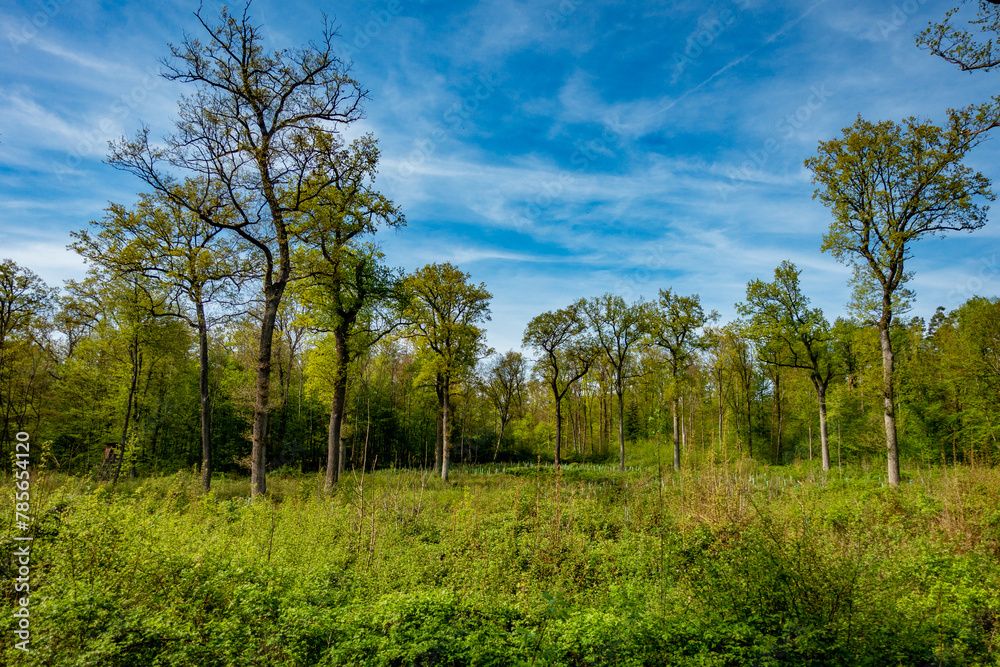 Wiederaufforstung im Wald im Frühjahr Wiederaufforstung im Wald im Frühjahr