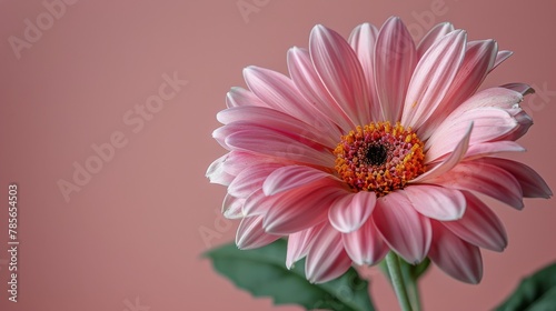 Pink Flower With Green Leaves on Pink Background