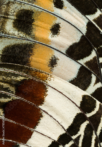Close-up of Giant Emperor Butterfly Wings Texture