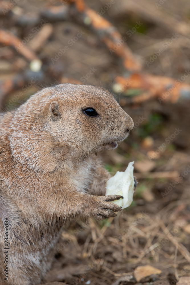 Close up of a groundhog (marmota monax) eating a piece of food Close up of a groundhog (marmota monax) eating a piece of food