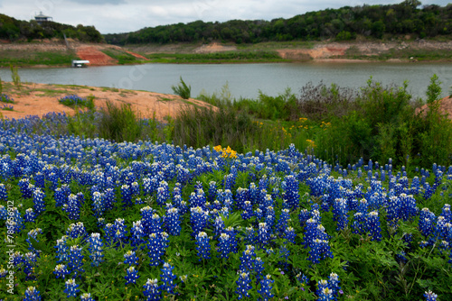 Bluebonnets at Muleshoe Bend Park Lake Travis Texas Wildflowers 