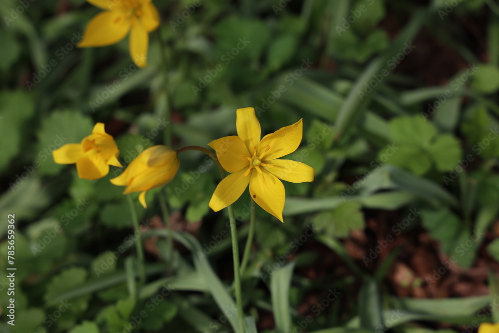 Yellow wild tulips bloom on green field in spring Yellow wild tulips bloom on green field in spring