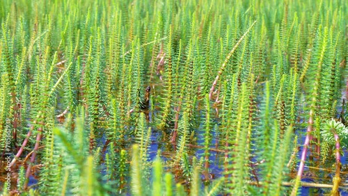 Mare's tail aquatic plant sprouts above water surface. photo