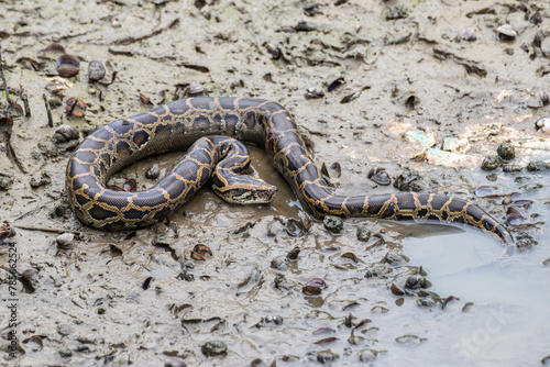burmese python in wetland mud beach