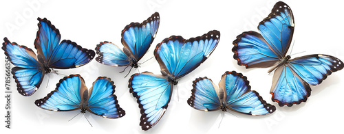  butterflies isolated on white background Color monarch butterfly A collection of blue butterflies with blue wings.