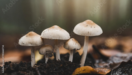 Close-up of group of little fresh mushrooms growing in fall rainy forest. Autumn season