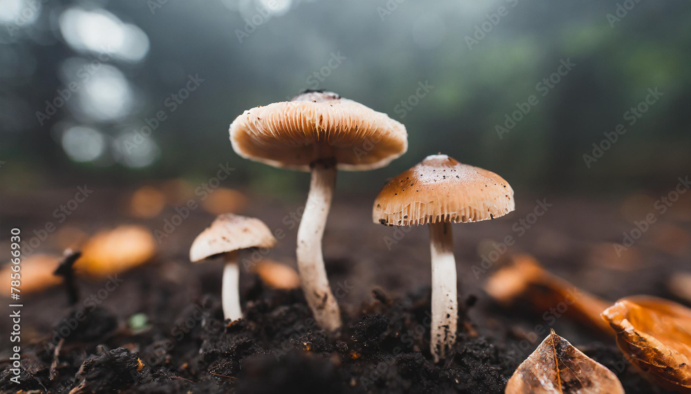Close-up of group of little fresh mushrooms growing in fall rainy forest. Autumn season Close-up of group of little fresh mushrooms growing in fall rainy forest. Autumn season