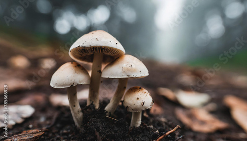 Close-up of group of little fresh mushrooms growing in fall rainy forest. Autumn season