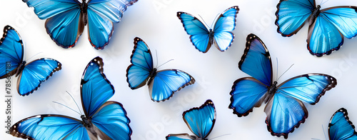 Blue tropical butterflies isolated on white background. Butterfly. Butterfly isolated on white  of blue butterflies photo