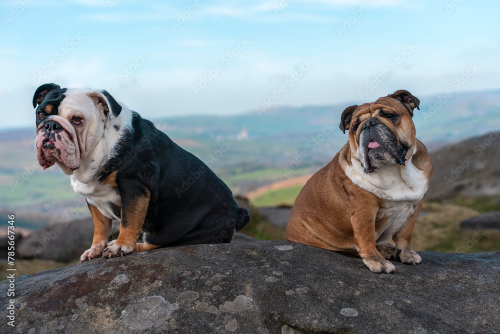 Black tri-color and red English British Bulldogs Dogs   out for a walk looking at camera sitting on top of the mountain on sunny day