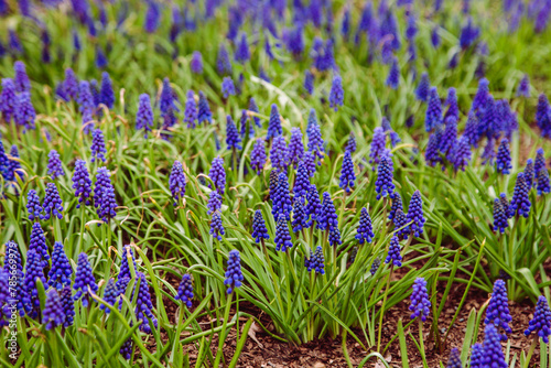 Fototapeta Naklejka Na Ścianę i Meble -  Tender blue muscari flowers
