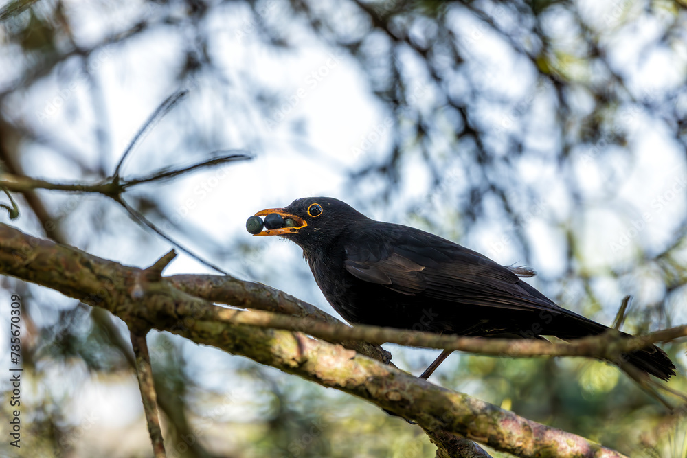 Blackbird (Turdus merula) - Europe, North Africa, and parts of Asia Blackbird (Turdus merula) - Europe, North Africa, and parts of Asia