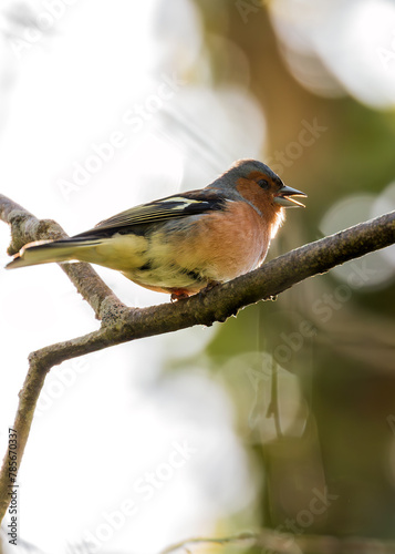 Canvas Print Chaffinch (Fringilla coelebs) - Widespread across Europe, Asia, and North Africa