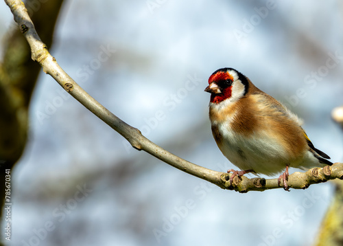 Photography European Goldfinch (Carduelis carduelis) - Found across Europe, Asia & North Afr