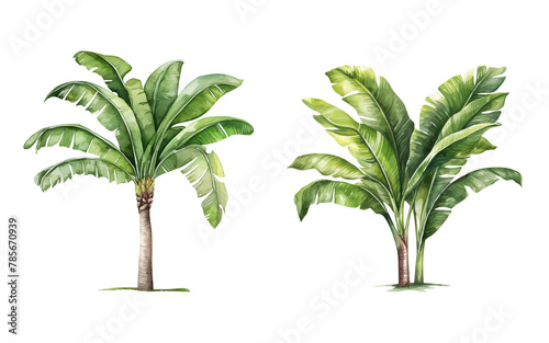 Watercolor tropical banana palm trees isolated illustrations set (ID: 785670939)