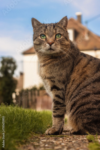 Tabby cat sitting upright on a garden path with a house in the background