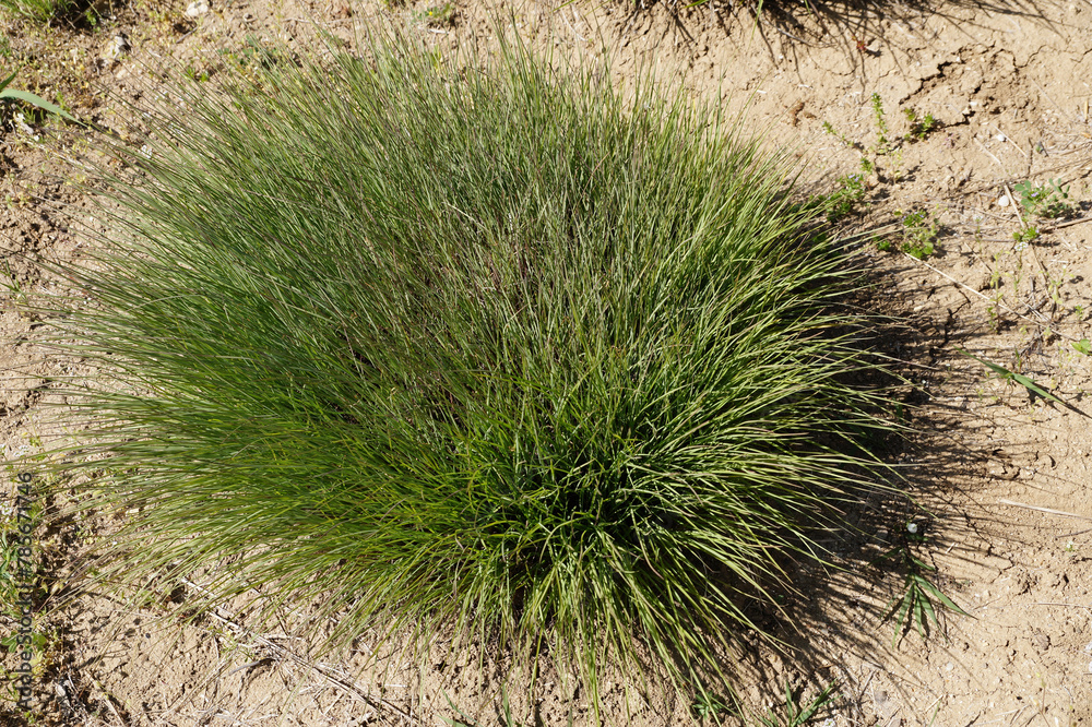 Green sedge bush close-up in sunlight Green sedge bush close-up in sunlight