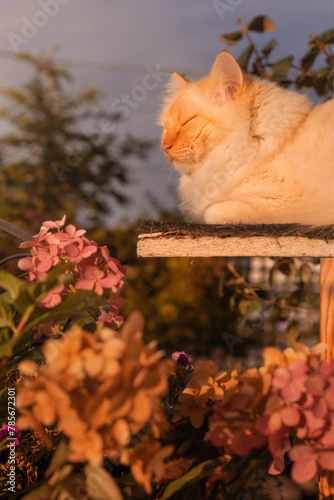 Cat dozing om an outdoor  scratchpost in the evening sun 