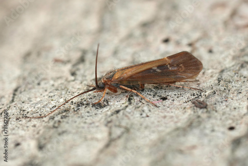 Closeup on a brown European caddisfly species, Limnephilus auricula sitting on wood