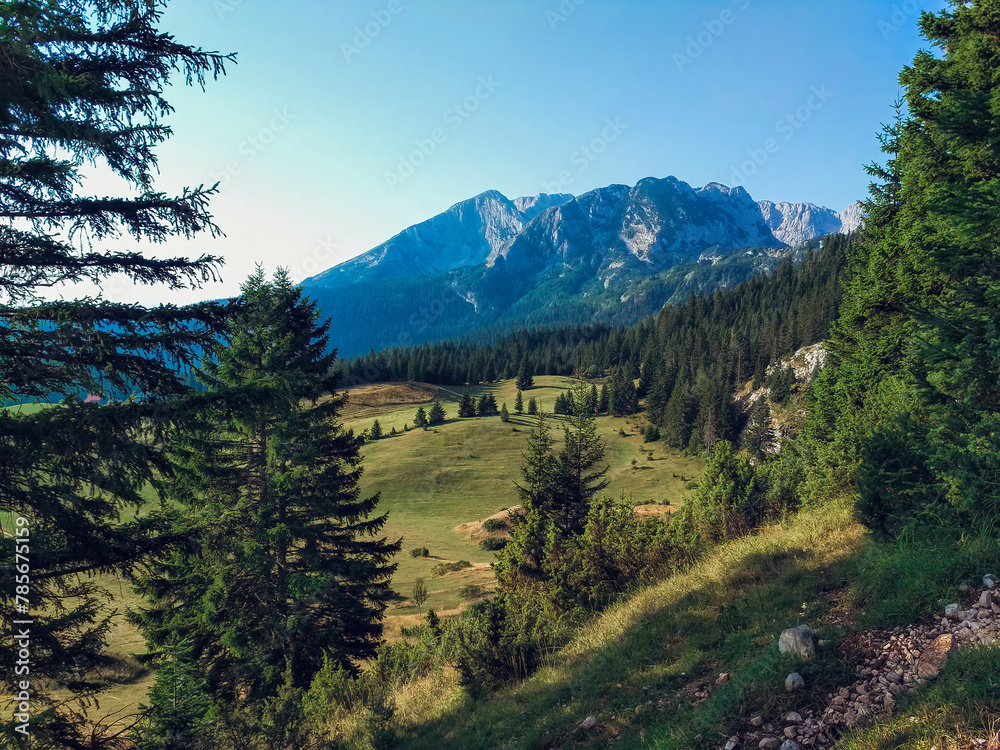 landscape photo with trees on the background of mountains