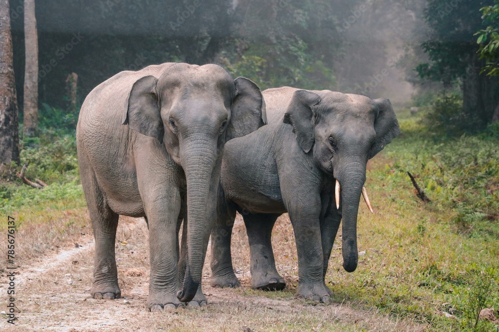 Elephants standing together on a jungle path