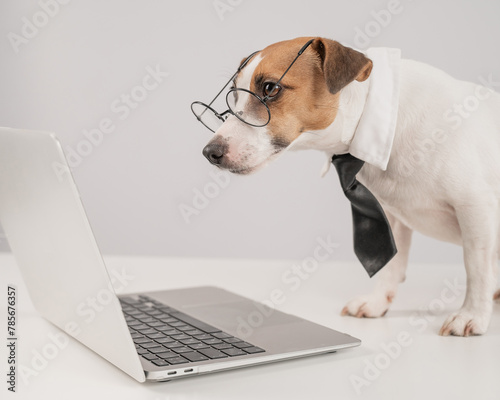 Cute Jack Russell Terrier dog wearing glasses and a tie typing on a laptop.  © Anna