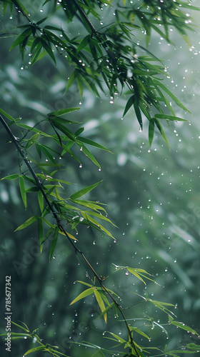 Water droplets cover the leaves of the bamboo tree