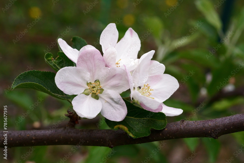 Fototapeta premium The revival of nature; photo of a apple branch with a flower ; Malus domestica