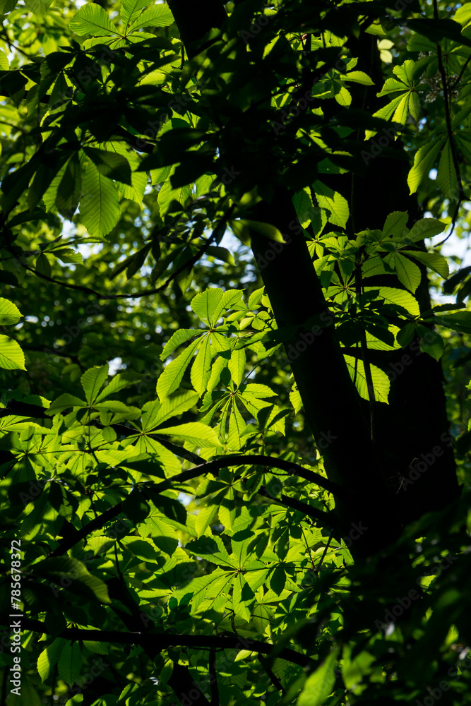Fototapeta premium Under the canopy of European horse chestnut trees with bright green leaves at the Retiro Park in Madrid Spain