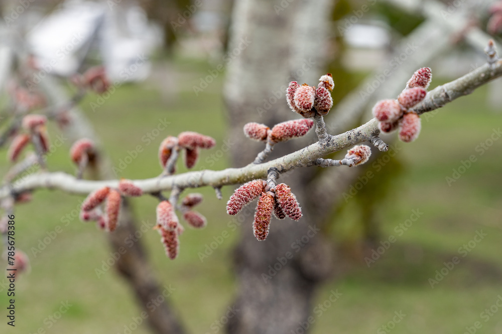 Young aspen earrings and leaves bloom from buds on tree branches in spring in the city. Young aspen earrings and leaves bloom from buds on tree branches in spring in the city.