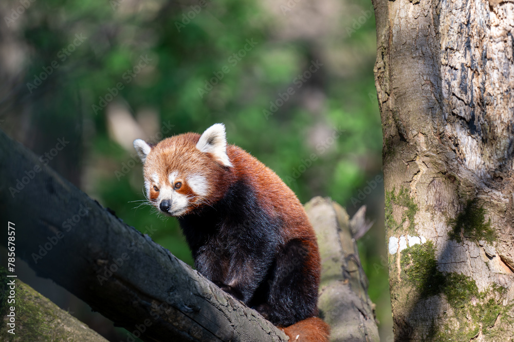 Fototapeta premium RED PANDA (AILURUS FULGENS)
