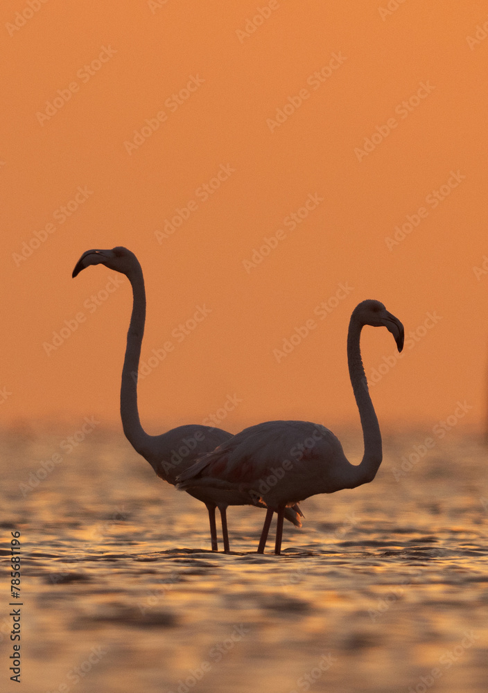 Naklejka premium A pair of Greater Flamingos with beautiful hue in the morning hours at Asker coast of Bahrain