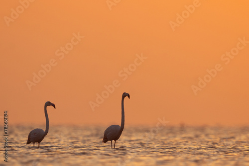 Greater Flamingos pair wading in the morning hours at Asker coast of Bahrain © Dr Ajay Kumar Singh