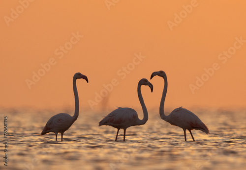 Silhouette of Greater Flamingos wading in the morning hours at Asker coast of Bahrai © Dr Ajay Kumar Singh