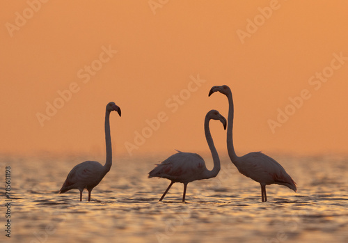 Silhouette of Greater Flamingos wading with beautiful hue in the morning hours at Asker coast of Bahrain
