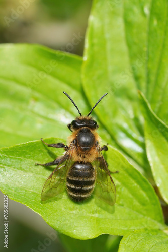 Vertical closeup on a chocolate mining bee, Andrena scotica sitting on a shrub in the sun