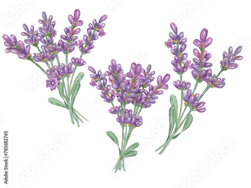 Lavender bouquet collection, purple flowers, leaves. Hand drawn lavandula watercolor clipart set. Isolated elements bundle for beauty, cosmetics, labels, organic products, spa, aromatherapy, wellness