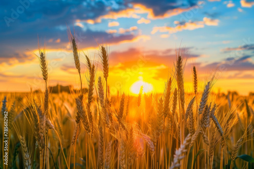 A field of golden wheat with the sun setting in the background. The sun is shining brightly on the wheat  creating a warm and peaceful atmosphere