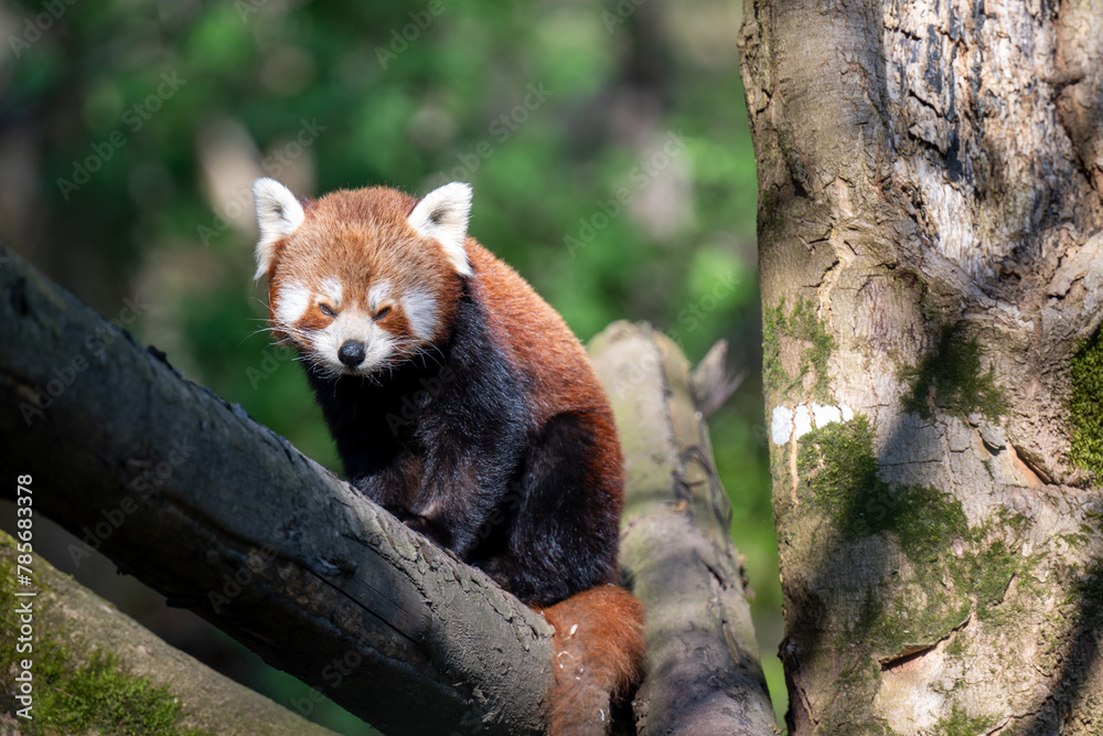 Fototapeta premium RED PANDA (AILURUS FULGENS)