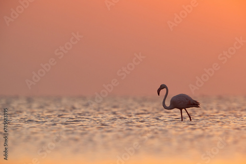 Greater Flamingos in the morning with dramatic hue  Asker coast  Bahrain