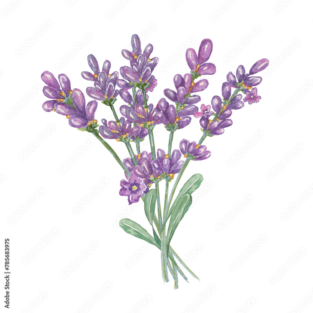 Fototapeta premium Lavender bouquet of pale purple, violet, lilac flowers. Hand drawn lavandula watercolor clipart. Isolated design for beauty, cosmetics, labels, organic products, spa, aromatherapy, wellness