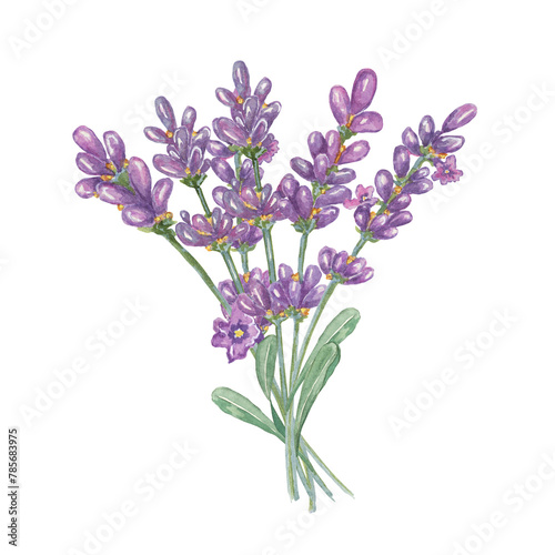 Lavender bouquet of pale purple  violet  lilac flowers. Hand drawn lavandula watercolor clipart. Isolated design for beauty  cosmetics  labels  organic products  spa  aromatherapy  wellness